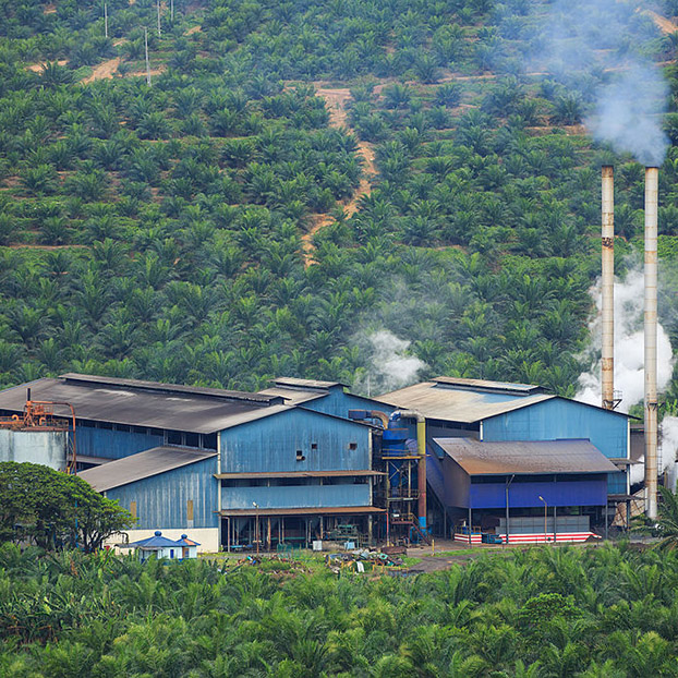 Palm oil milling industry